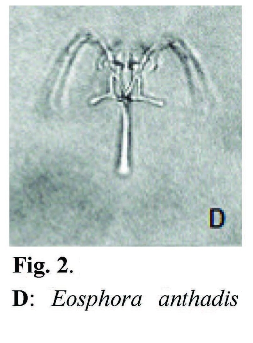 Eosphora anthadis