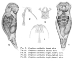 Eosphora anthadis