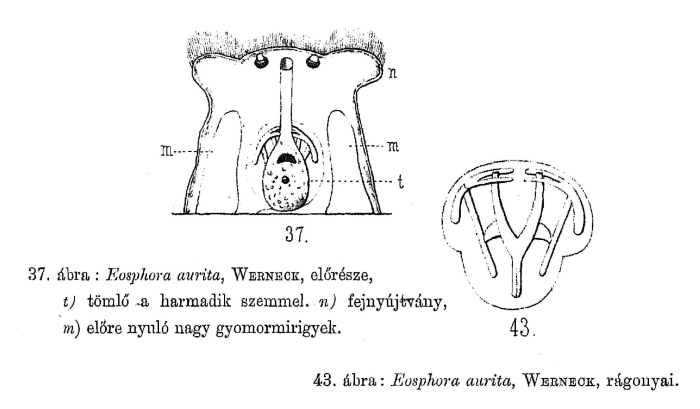 Eosphora aurita