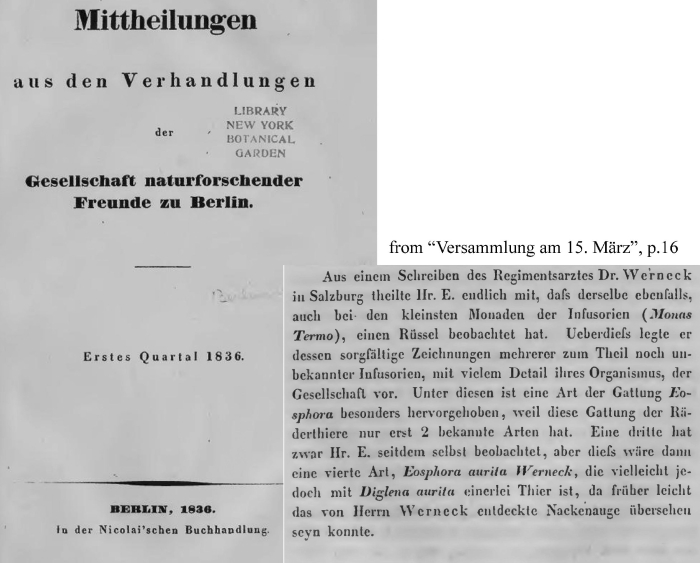 Eosphora aurita - Original description image