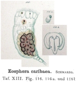 Eosphora caribaea
