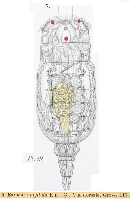 Eosphora digitata
