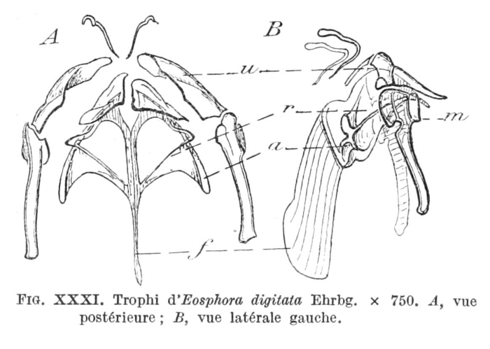 Eosphora digitata