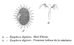Eosphora digitata
