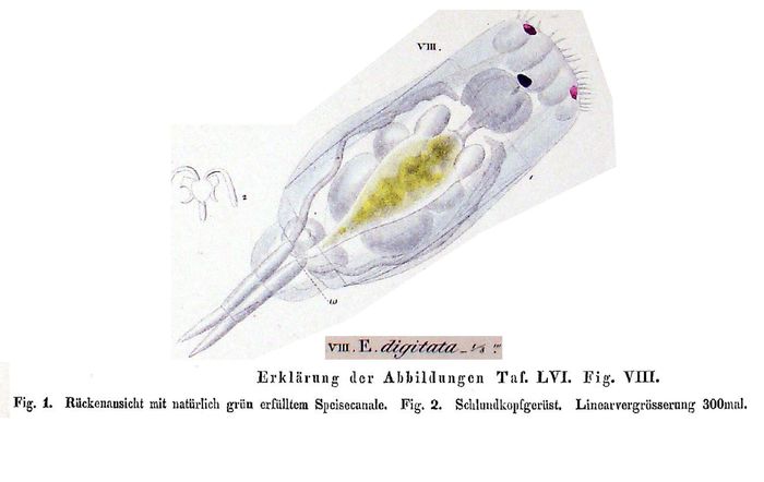 Eosphora digitata - Original description image
