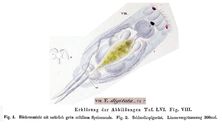 Eosphora digitata