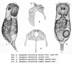 Eosphora ehrenbergi