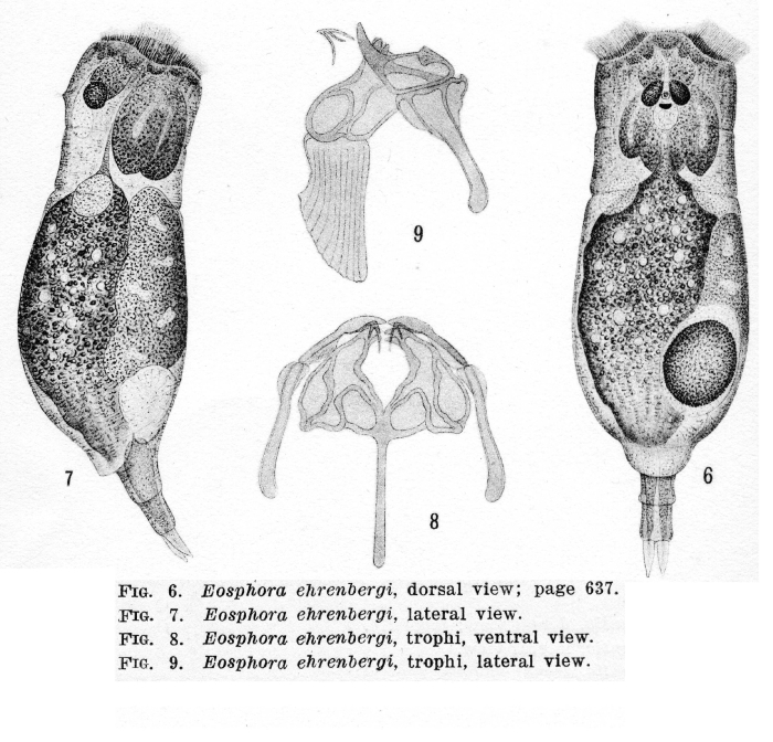 Eosphora ehrenbergi