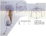 Eosphora ehrenbergi
