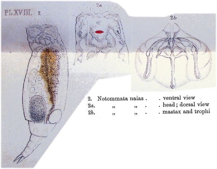 Eosphora ehrenbergi