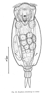 Eosphora ehrenbergi