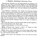 Eosphora ehrenbergi - Original description image