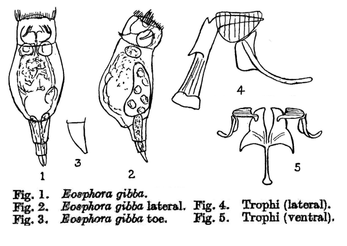 Eosphora gibba - Original description image