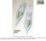 Eosphora najas