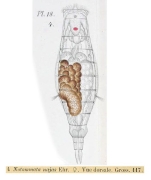 Eosphora najas