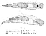 Eosphora najas