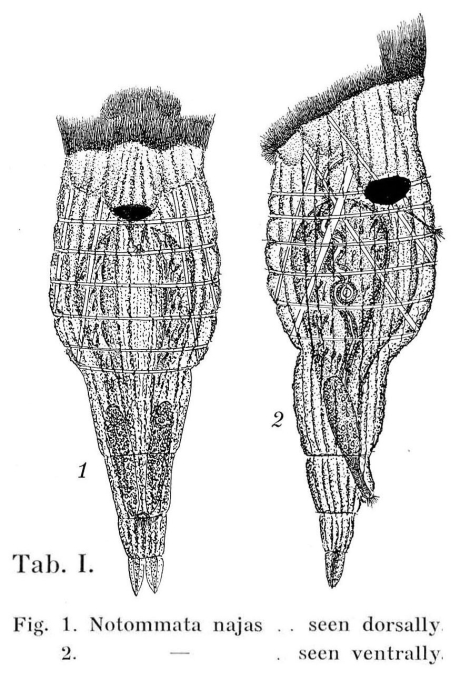 Eosphora najas