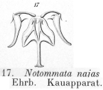 Eosphora najas