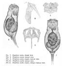 Eosphora najas