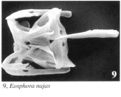Eosphora najas