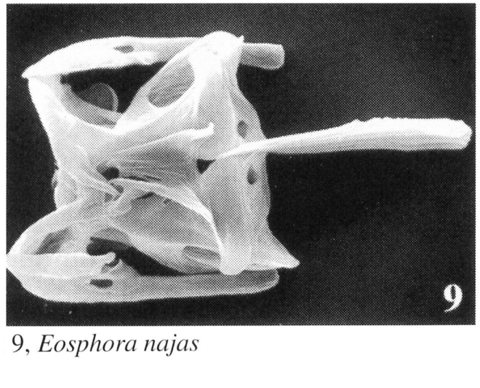 Eosphora najas Eosphora najas
