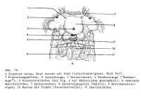 Eosphora najas