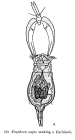Eosphora najas