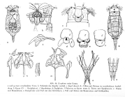 Eosphora najas