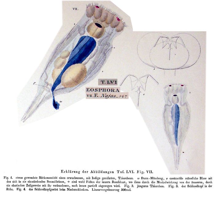 Eosphora najas Eosphora najas