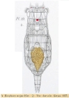 Eosphora najas