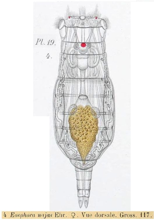 Eosphora najas Eosphora najas