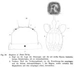 Eosphora najas