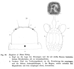 Eosphora najas
