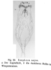 Eosphora najas