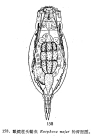 Eosphora najas