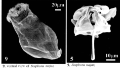 Eosphora najas