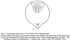 Eosphora najas