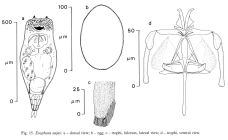 Eosphora najas