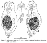 Eosphora najas