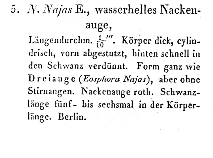 Eosphora najas - Original description image