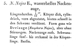 Eosphora najas