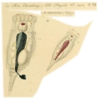 Eosphora najas