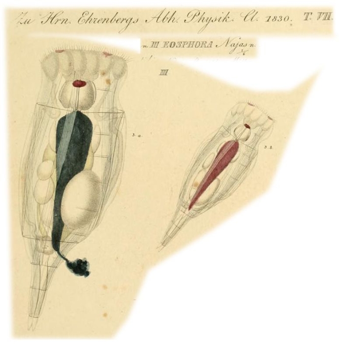 Eosphora najas