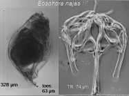 Eosphora najas