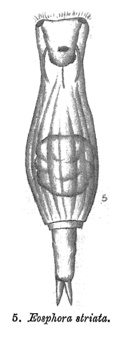 Eosphora striata