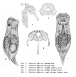Eosphora therina