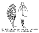 Eosphora thoa