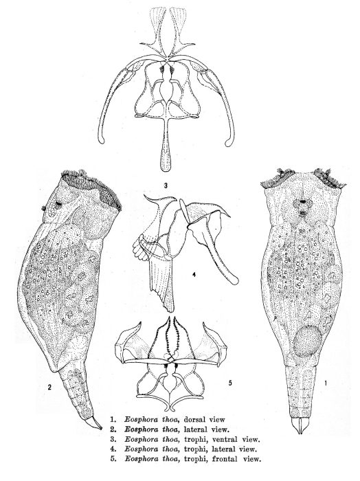 Eosphora thoa - Original description image