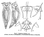 Eosphora thoides