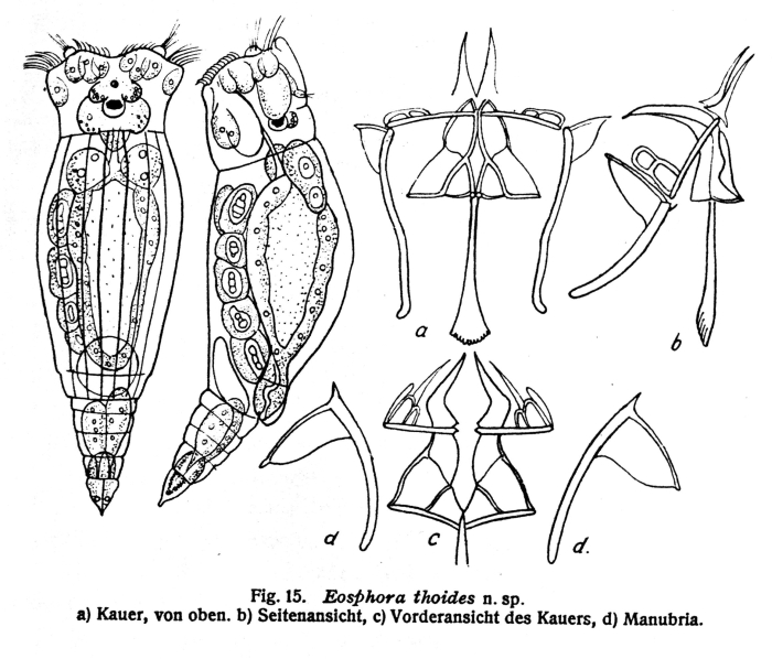 Eosphora thoides